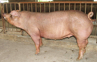 母猪展示